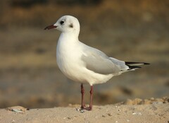 Chroicocephalus ridibundus