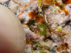 Parvocaulis