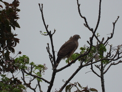 Rupornis magnirostris