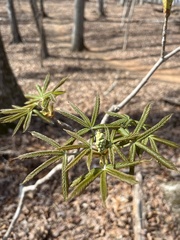 Aesculus sylvatica