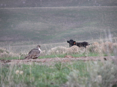 Centrocercus urophasianus