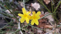 Jasminum nudiflorum