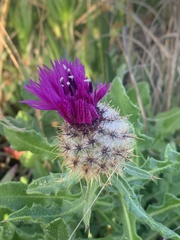 Centaurea polyacantha