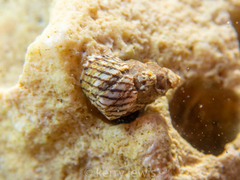 Echinolittorina