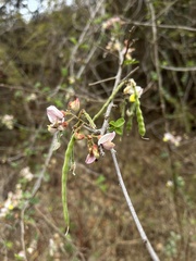 Coursetia glandulosa