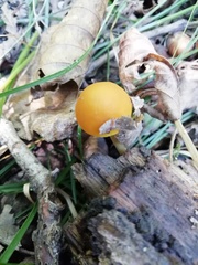 Pluteus leoninus