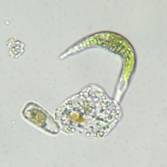 Euglena