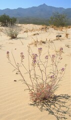 Astragalus lentiginosus borreganus