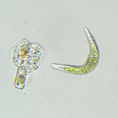 Euglena