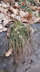 Carex humilis