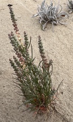 Oligomeris linifolia