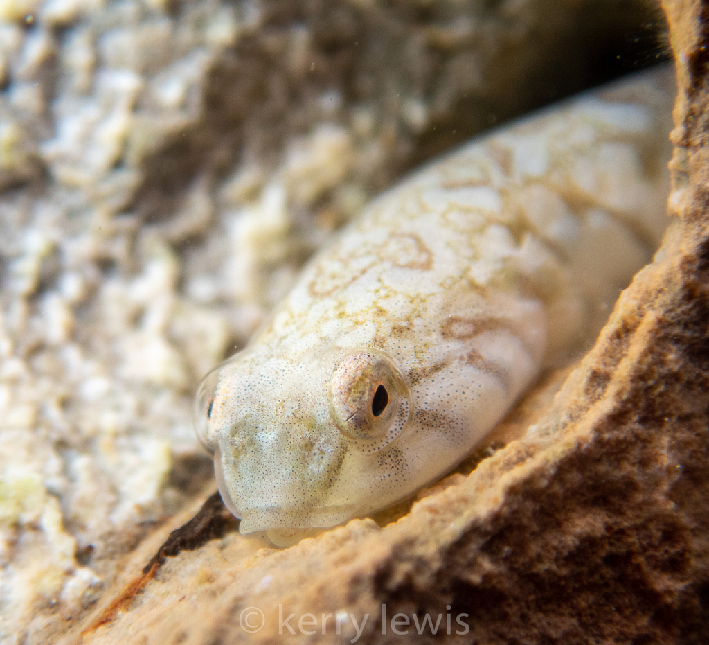 Surge Clingfish