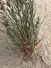 Oligomeris linifolia