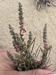 Oligomeris linifolia