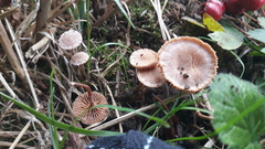 Tubaria conspersa