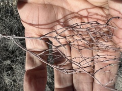 Eriogonum nidularium