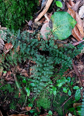 Asplenium hookerianum