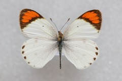 Colotis etrida