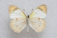 Colotis etrida