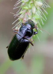 Harpalus calceatus