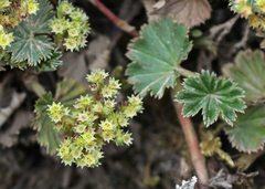 Alchemilla orbiculata