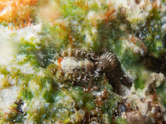 Chiton