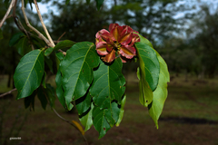 Combretum fruticosum