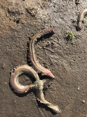 Phyllodocida