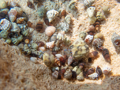 Clibanarius tricolor