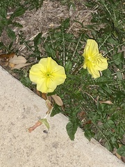 Oenothera triloba
