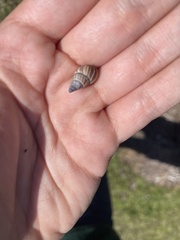 Drymaeus multilineatus