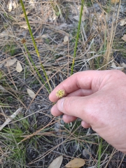 Fuirena scirpoidea