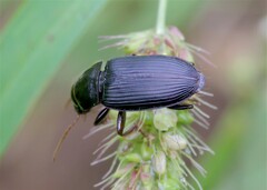 Harpalus calceatus