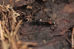 Ichneumon sarcitorius