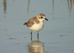 Charadrius alexandrinus