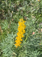Lupinus luteus