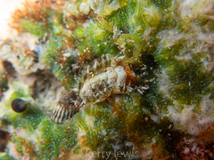 Chiton