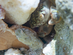 Pachygrapsus