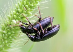 Harpalus calceatus