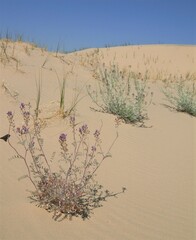 Astragalus lentiginosus borreganus