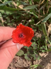 Papaver hybridum