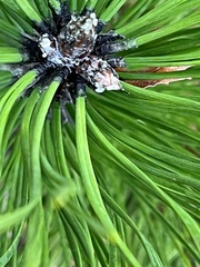 Pinus mugo