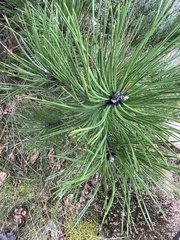 Pinus mugo