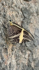 Colobura dirce dirce