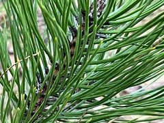 Pinus mugo