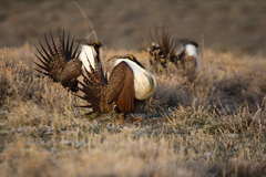 Centrocercus urophasianus