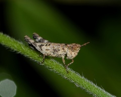 Orphulella punctata