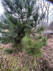 Pinus mugo
