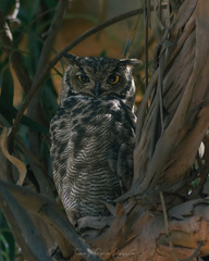 Bubo virginianus magellanicus
