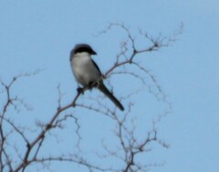 Lanius excubitor